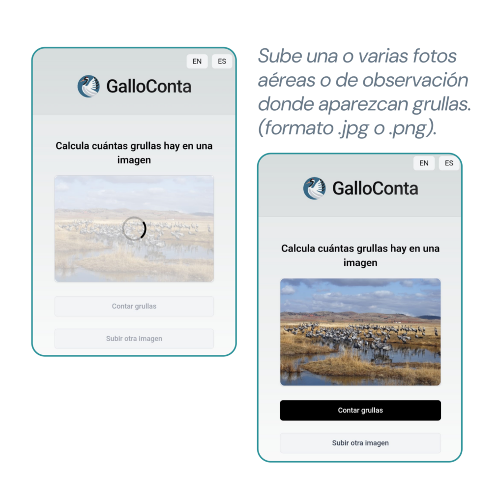 como usar galloconta