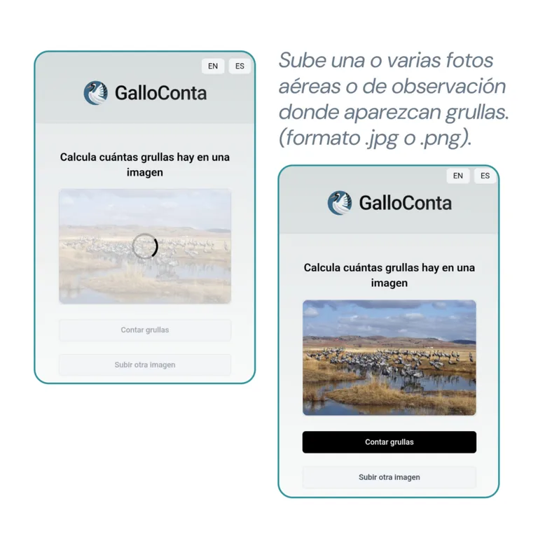 como usar galloconta